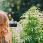 Creating and Leveraging Quality Cannabis Photography cannabis Photography in marijuana field Field Canna Obscura