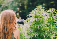 Creating and Leveraging Quality Cannabis Photography cannabis Photography in marijuana field Field Canna Obscura