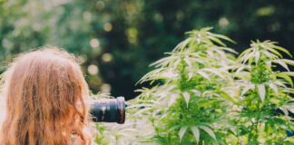 Creating and Leveraging Quality Cannabis Photography cannabis Photography in marijuana field Field Canna Obscura