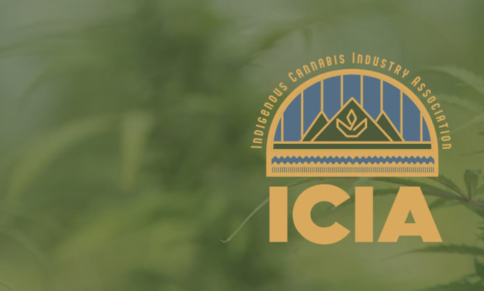 indigenous cannabis industry association