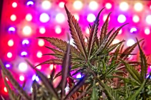 Cannabis Grow Lights: Pros and Cons of LED Lighting