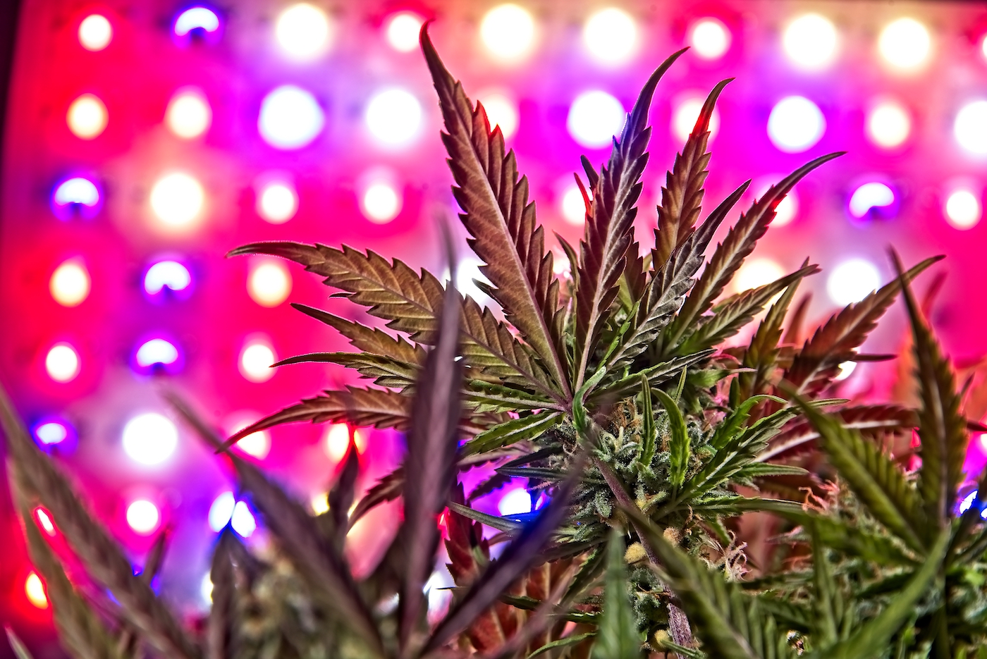 Mature cannabis female plant buds under LED grow lighting