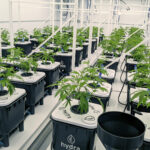 Cannabis Grow Trial Sees Water & Nutrient Savings HydraMax