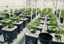 Cannabis Grow Trial Sees Water & Nutrient Savings HydraMax