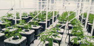 Cannabis Grow Trial Sees Water & Nutrient Savings HydraMax