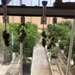 Bloom’s Cannabis AI Exceeds Human Visual Capability IMG 4124-1