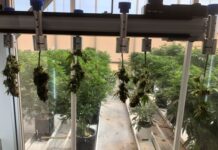 Bloom’s Cannabis AI Exceeds Human Visual Capability IMG 4124-1