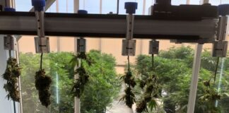 Bloom’s Cannabis AI Exceeds Human Visual Capability IMG 4124-1