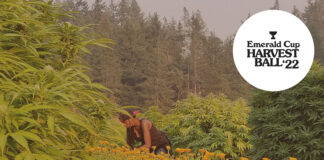 Emerald Cup Announces 2022 Harvest Ball Small Farms Initiative Participants and 2023 Emerald Cup Awards Judges ECHB22 smallfarms lineuphere