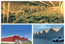 Prospiant Announces Pre-engineered Solutions for Greenhouse Growing – See it at MJBizCon Prospiant-Pre-engineered-solution-image