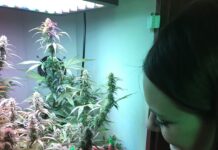 Green Goddess Supply Launches Elite, Curated Seed Bank Armoire-crop-medium-03-04-21