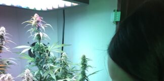 Green Goddess Supply Launches Elite, Curated Seed Bank Armoire-crop-medium-03-04-21