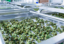 Understanding Product Label and Potency Discrepancies cannabis buds on a curing rack