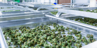 Understanding Product Label and Potency Discrepancies cannabis buds on a curing rack