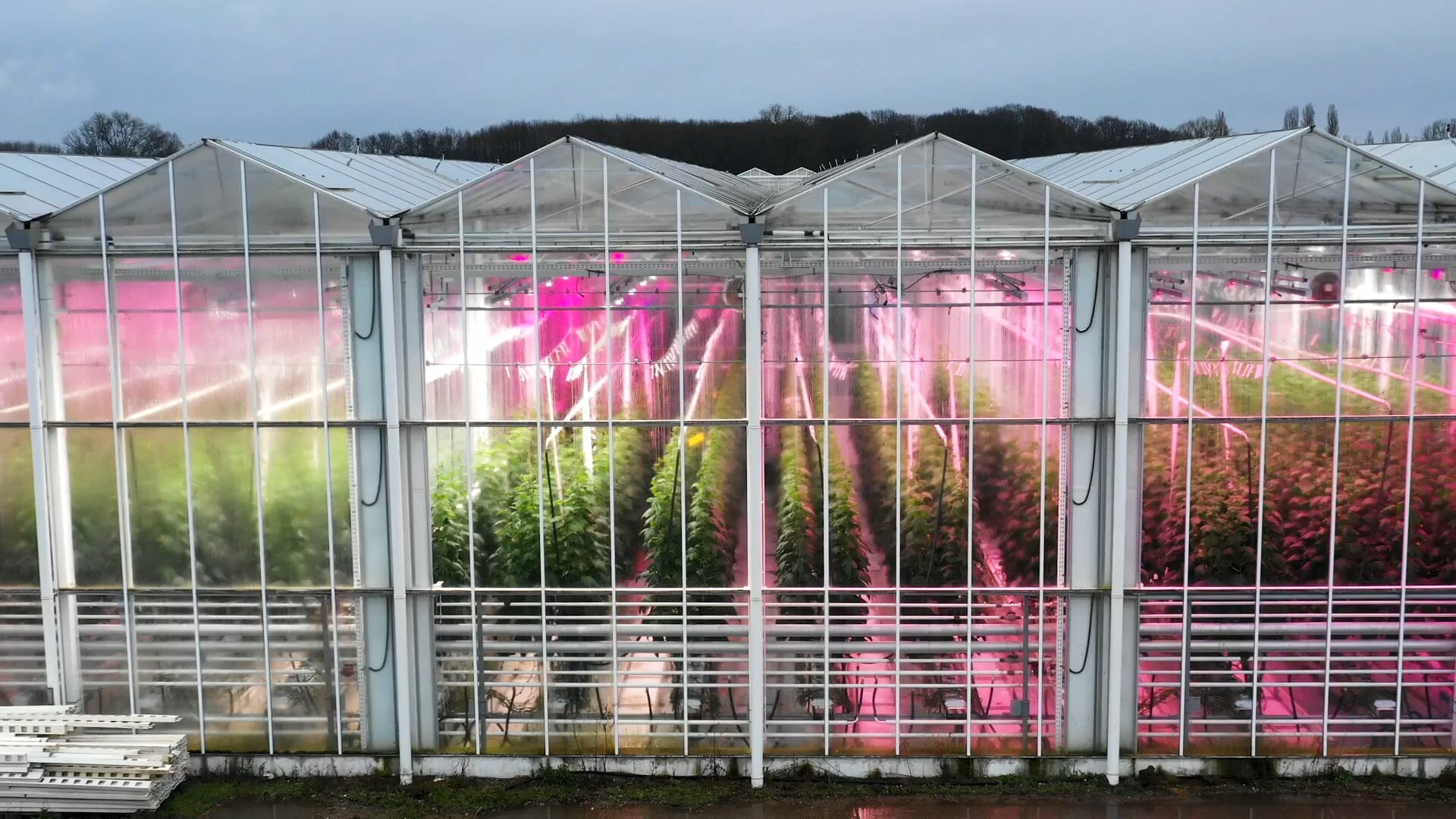 Greenhouse with red LED lighting by Fluence 