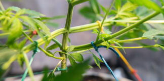 Maximizing Yields with Low-Stress Training Low stress training cannabis stems using rubber bands to secure them to the container
