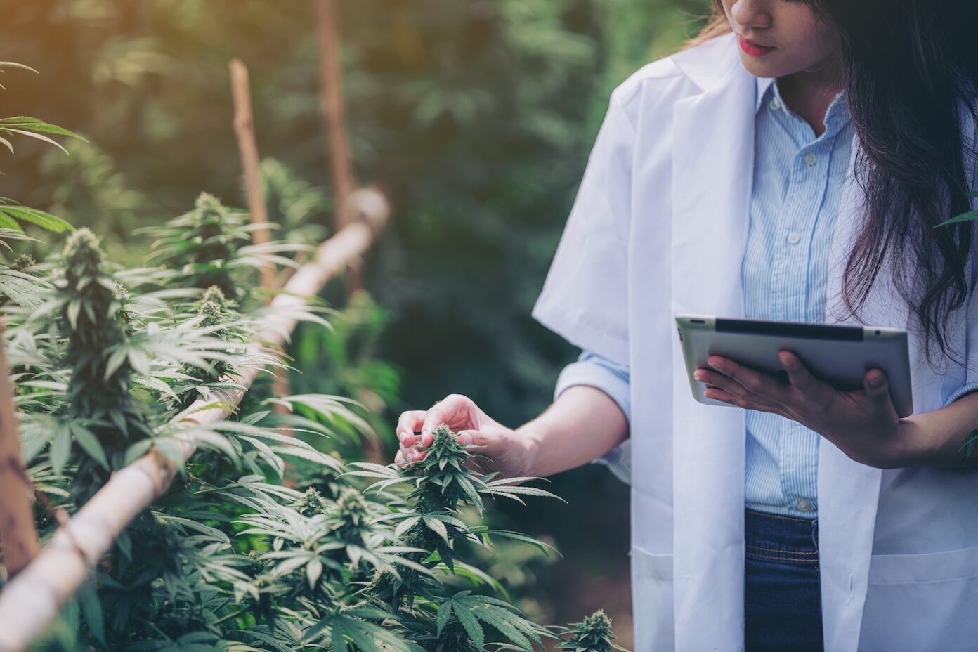 6 Best THC Testers for Professional Cultivators and Homegrowers
