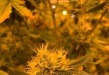 Boston Hemp Inc. is proud to announce the release of its new Live Resin Hash Boston Hemp Inc. is pleased to announce the release of live resin hash, one of their newest products.