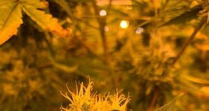 Boston Hemp Inc. is proud to announce the release of its new Live Resin Hash Boston Hemp Inc. is pleased to announce the release of live resin hash, one of their newest products.