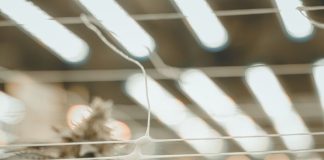 22RED PARTNERS WITH LONESTAR SELECT FOR CULTIVATION IN ARIZONA 22Red GrowAZ-8