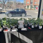 CDOT + Native Roots Pass Out Fake Cannabis Plants on V-Day to Promote Safe Driving IMG 2116-1