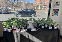 CDOT + Native Roots Pass Out Fake Cannabis Plants on V-Day to Promote Safe Driving IMG 2116-1