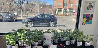 CDOT + Native Roots Pass Out Fake Cannabis Plants on V-Day to Promote Safe Driving IMG 2116-1