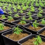 Partnered Process Wins as Best CBD Contract Manufacturer unnamed-1-9