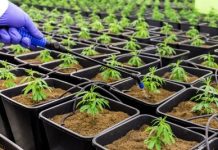 Partnered Process Wins as Best CBD Contract Manufacturer unnamed-1-9