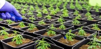 Partnered Process Wins as Best CBD Contract Manufacturer unnamed-1-9