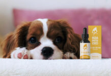 KOA Pets: The Aloha Spirit in Every Drop of CBD for Your Pet KOA Pets