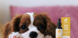 KOA Pets: The Aloha Spirit in Every Drop of CBD for Your Pet KOA Pets