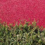 Suncrafted Cannabis’ new offering is the berries—cranberries cranberry-bog-g50e765a9f 1280