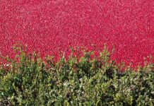 Suncrafted Cannabis’ new offering is the berries—cranberries cranberry-bog-g50e765a9f 1280