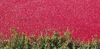 Suncrafted Cannabis’ new offering is the berries—cranberries cranberry-bog-g50e765a9f 1280