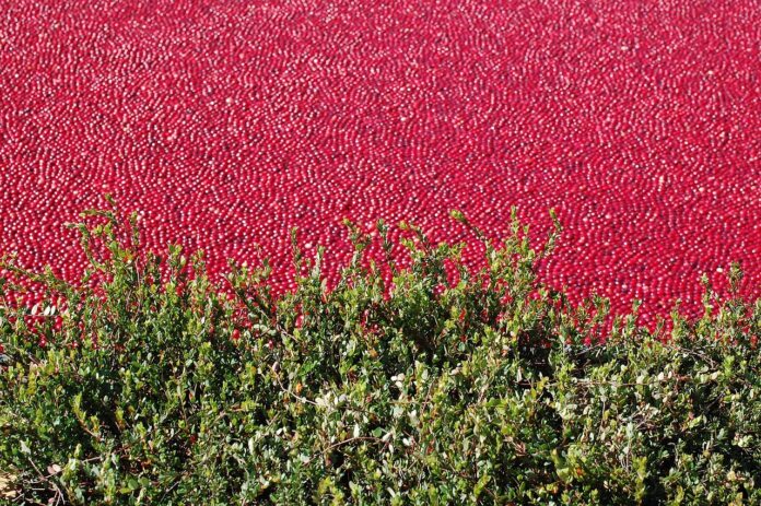 cranberry-bog-g50e765a9f 1280