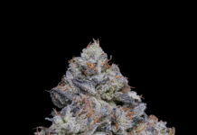 Fig Farms Takes First Place for Indoor Flower and Awarded “Best In Show” at 2023 Emerald Cup 9491 Fig Farms Blue Face Final