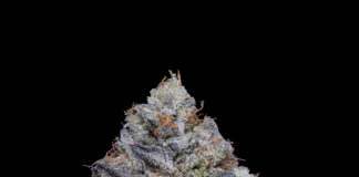 Fig Farms Takes First Place for Indoor Flower and Awarded “Best In Show” at 2023 Emerald Cup 9491 Fig Farms Blue Face Final