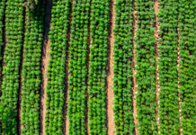 The Pros and Cons of Autoflower Cannabis Cultivation AutoFlower Field - photo credit Courtesy Humboldt Seed Co