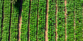 The Pros and Cons of Autoflower Cannabis Cultivation AutoFlower Field - photo credit Courtesy Humboldt Seed Co