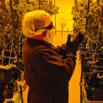 NUBU makes history by offering New Zealand-grown cannabis flower to New Zealanders for the first time Kaylx-Jesse-Osteen-2