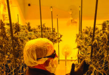 NUBU makes history by offering New Zealand-grown cannabis flower to New Zealanders for the first time Kaylx-Jesse-Osteen-2