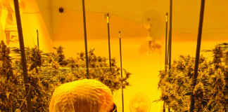 NUBU makes history by offering New Zealand-grown cannabis flower to New Zealanders for the first time Kaylx-Jesse-Osteen-2