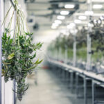 Drying and Curing Don’t Get the Attention They Deserve cannabis drying room Marijuana Plant Branches with Buds Hanging for Harvest