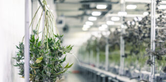 Drying and Curing Don’t Get the Attention They Deserve cannabis drying room Marijuana Plant Branches with Buds Hanging for Harvest