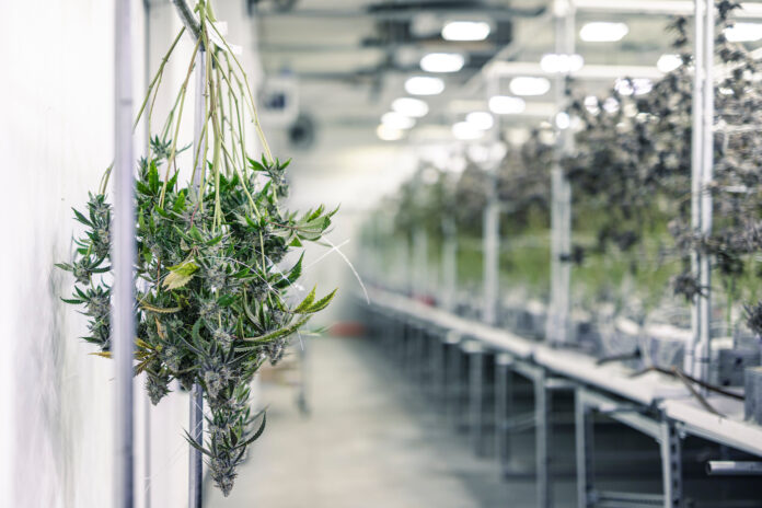 cannabis drying room Marijuana Plant Branches with Buds Hanging for Harvest
