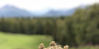 DISCOVER CALIFORNIA’S DANKEST WEED PRODUCTS IN THE 2023 HIGH TIMES CANNABIS CUP SOCAL PEOPLE’S CHOICE COMPETITION Trophy