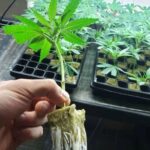 Suncrafted Cannabis offers cannabis tissue and clone storage service for Mass. Dispensaries wholesaleBulkClones Flyer.cdr