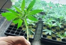 Suncrafted Cannabis offers cannabis tissue and clone storage service for Mass. Dispensaries wholesaleBulkClones Flyer.cdr