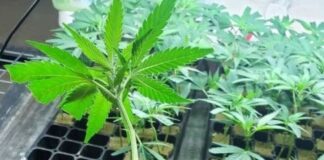 Suncrafted Cannabis offers cannabis tissue and clone storage service for Mass. Dispensaries wholesaleBulkClones Flyer.cdr